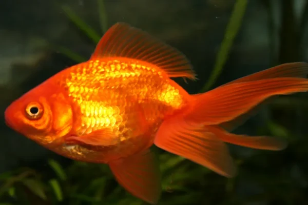 How Long Can Goldfish Go Without Food?