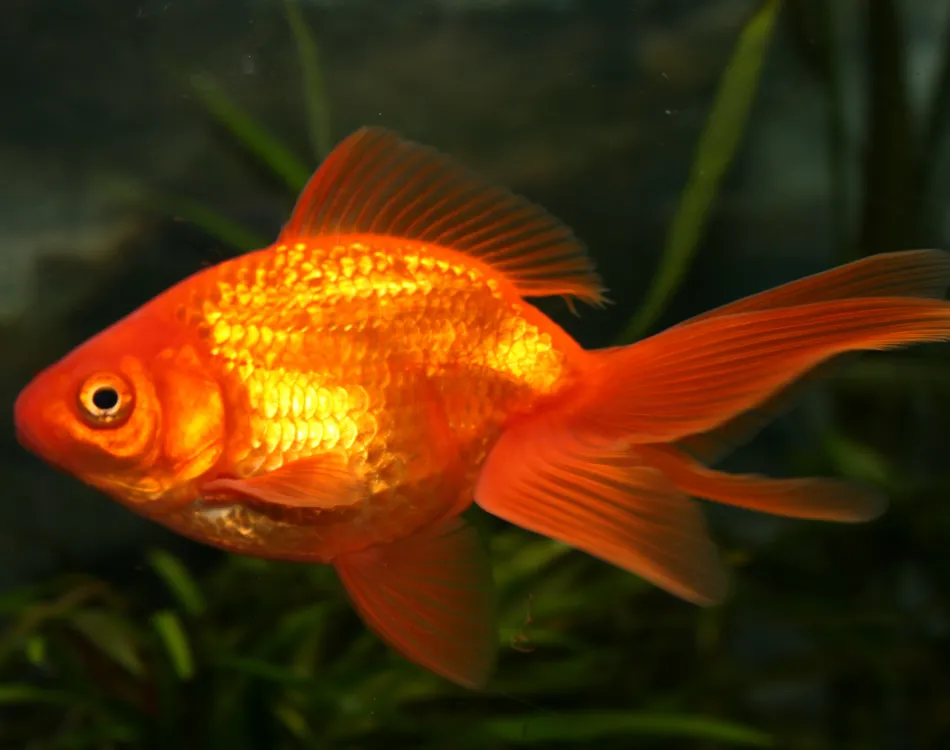 How Long Can Goldfish Go Without Food?